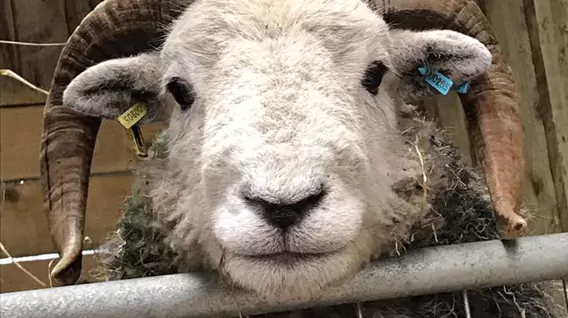 ram img.jpg