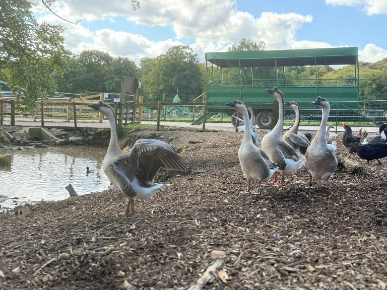 Geese