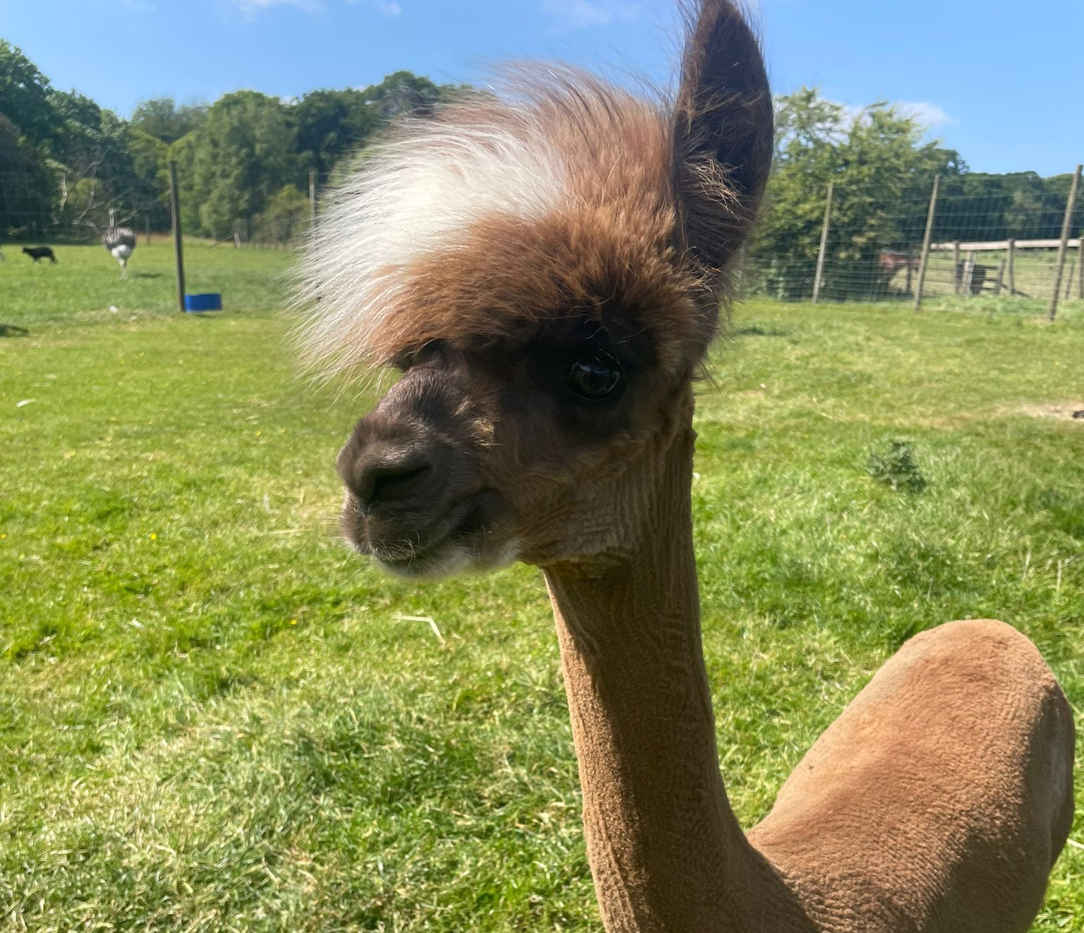 Alpaca1