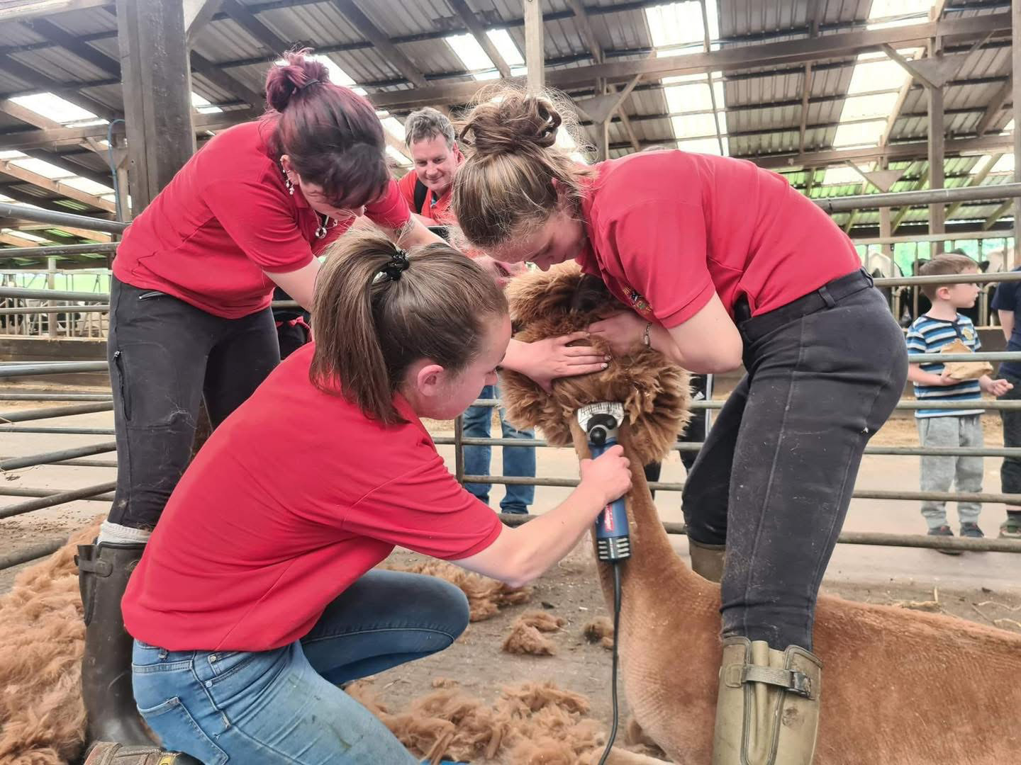 Alpaca3