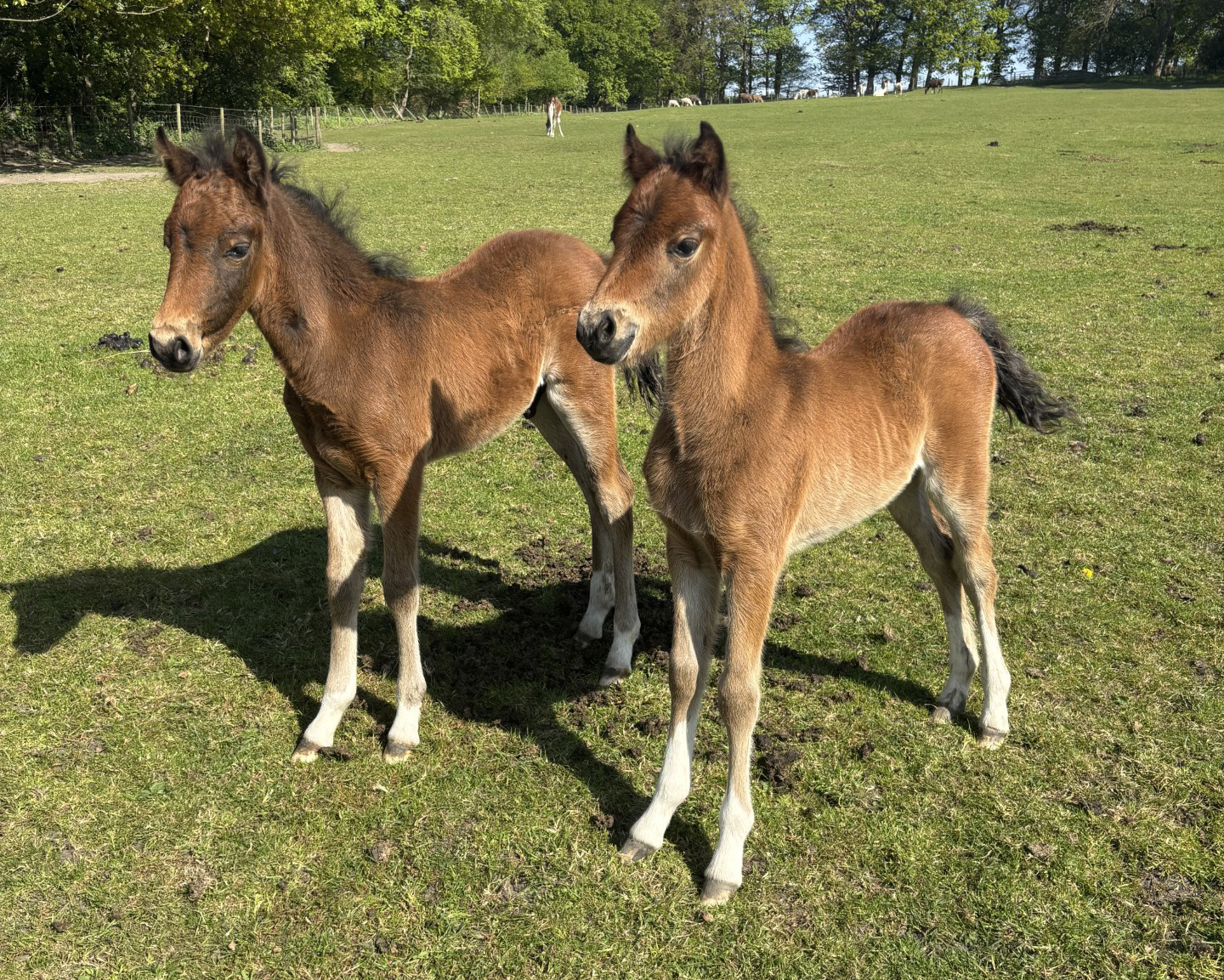 Foals