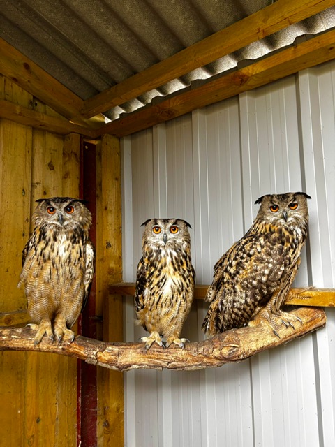 Eagle Owls