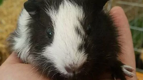 guinea_pig img.jpg