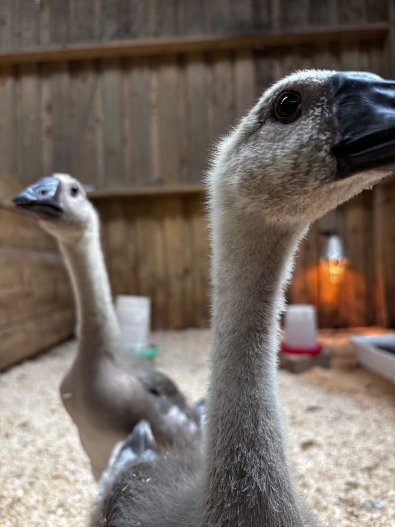 Geese