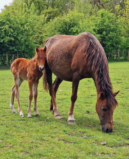 Rare Breed Horses