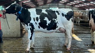 Show Cow