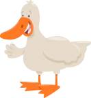 A duck