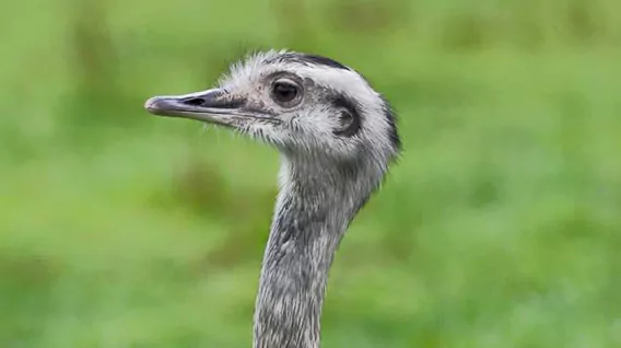 Rhea img