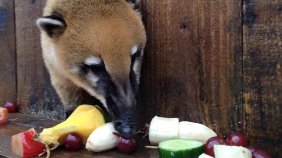 coati-eating-img