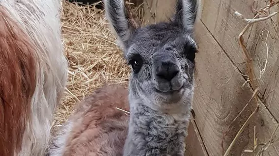 llama img