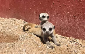 animals img 2 mob