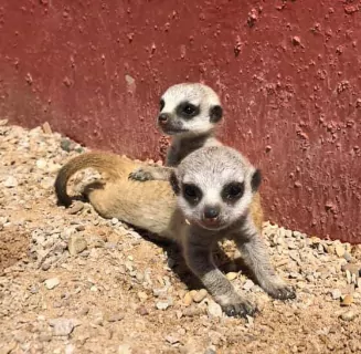animals img 2
