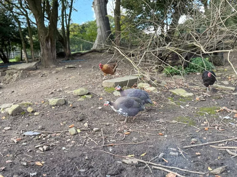 Guinea Fowl
