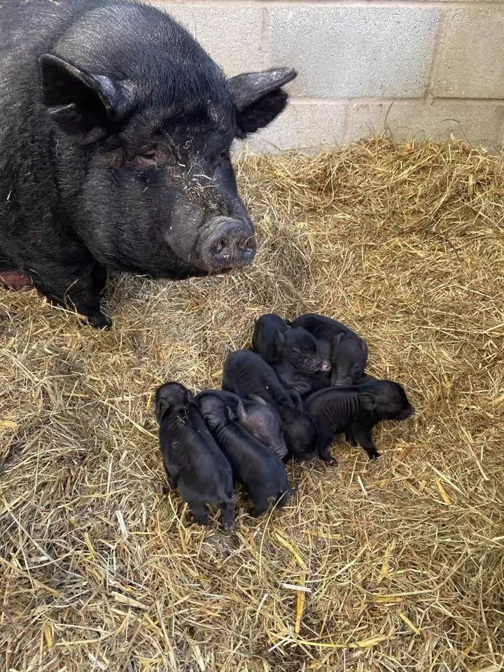 Pot Bellied Pigs