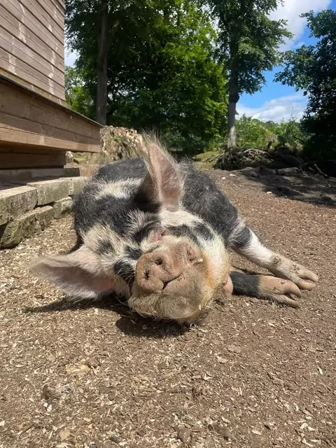 Kune Kune Pigs