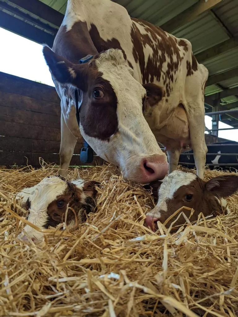 Holstein Cows