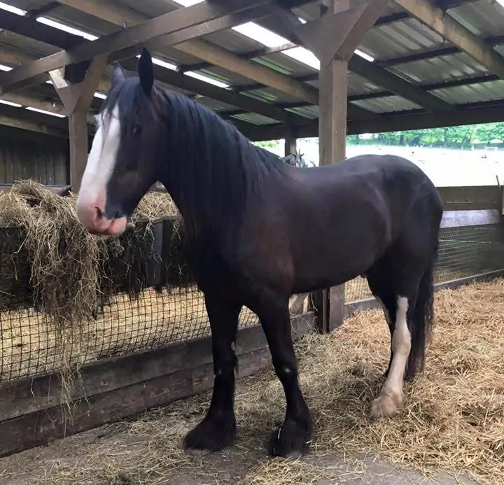 Shire Horse