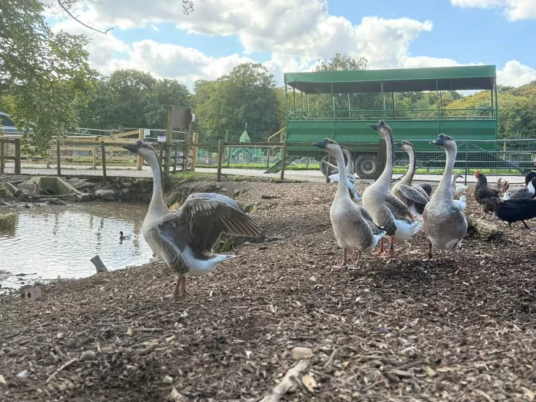 Geese