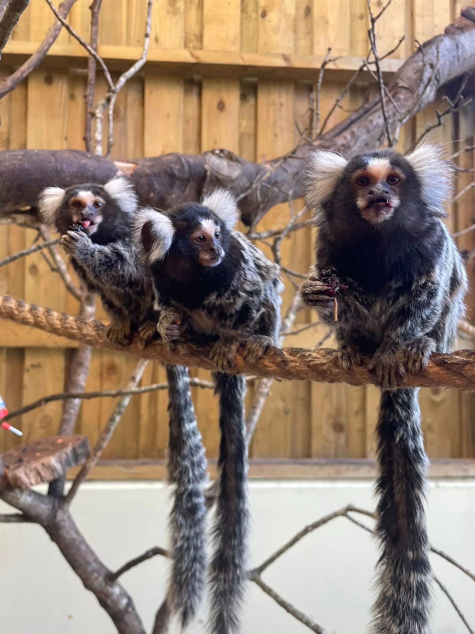 3 marmosets