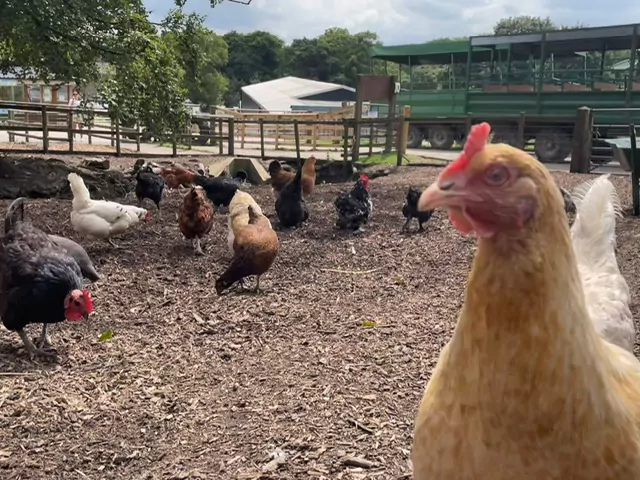 Chickens in the yard