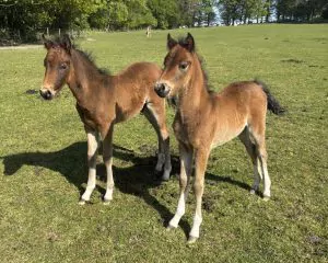Foals