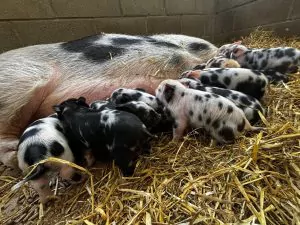 Piglets
