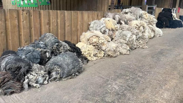 Shearing