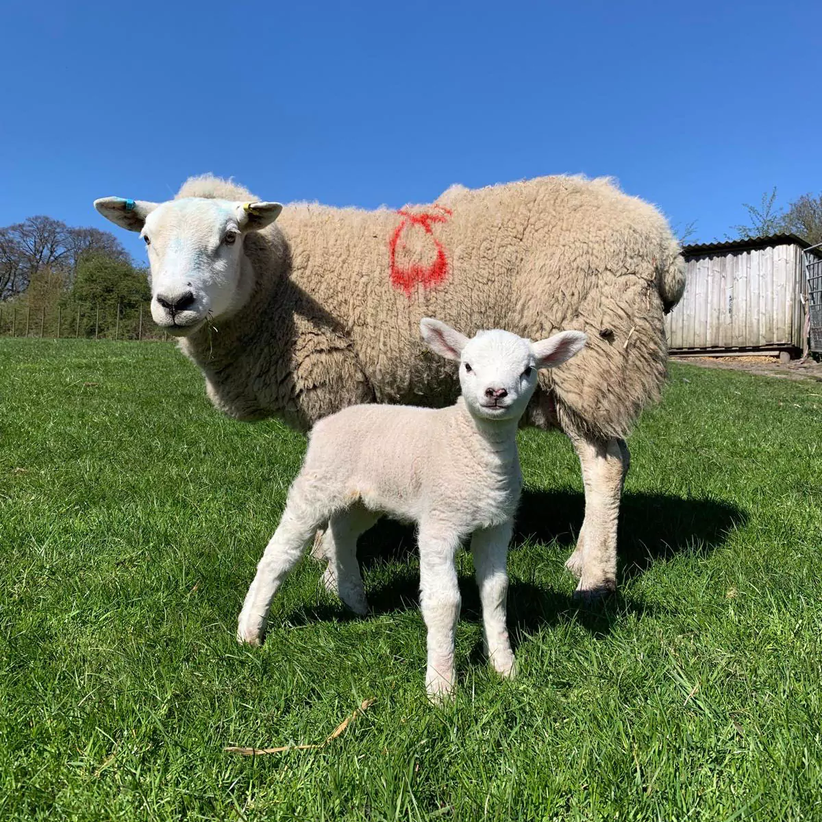 Sheep and Lamb