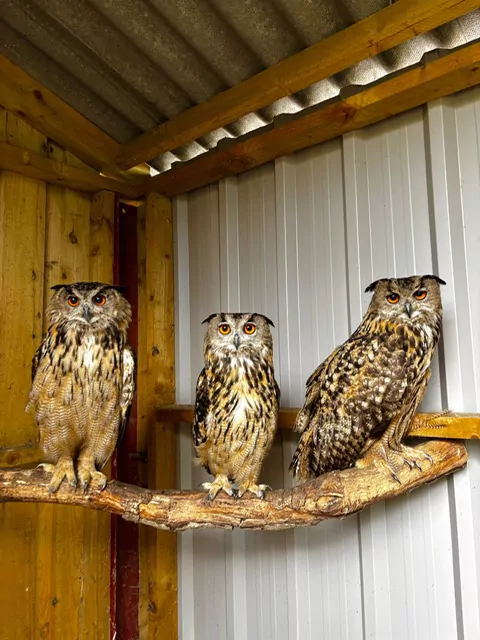 Eagle Owls