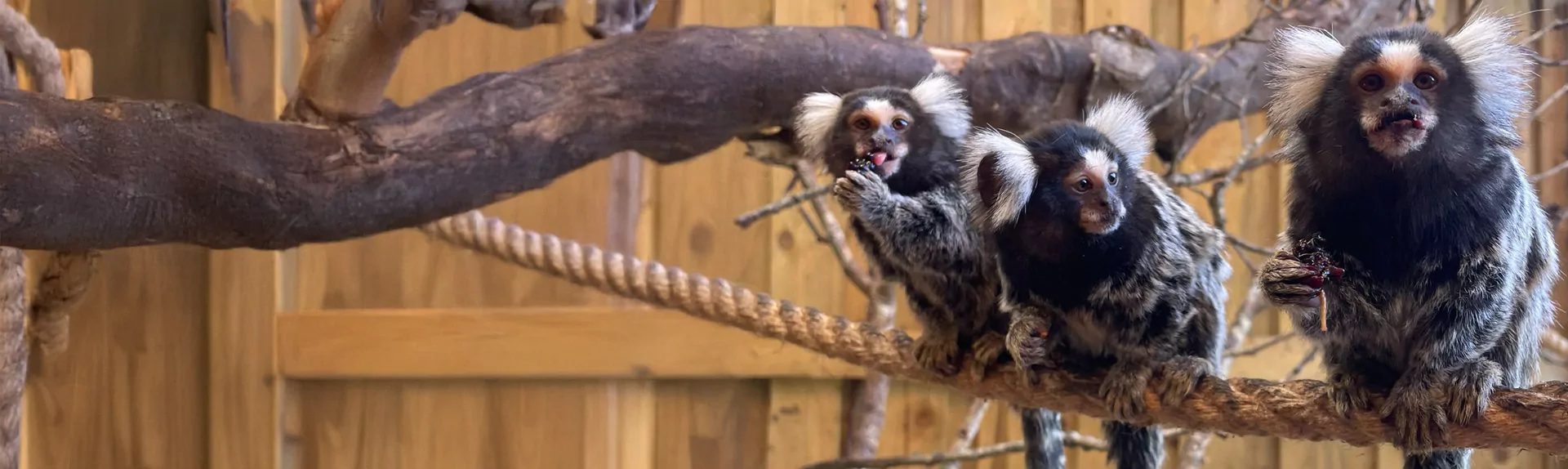 3 marmosets