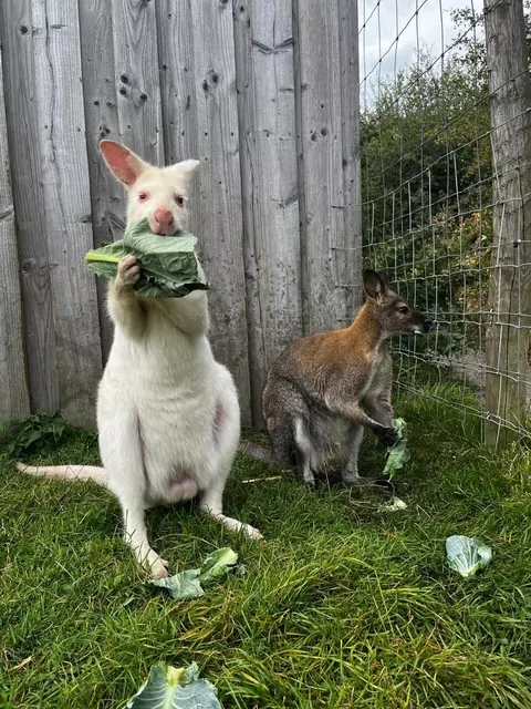 Wallaby